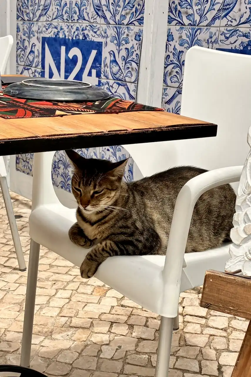 Kat op een restaurantstoel met traditionele blauw-witte Portugese tegels op de achtergrond